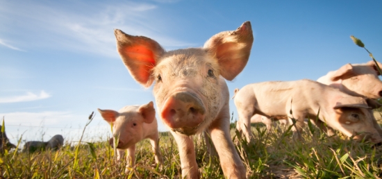 Klik op de foto voor al onze producten voor varkens