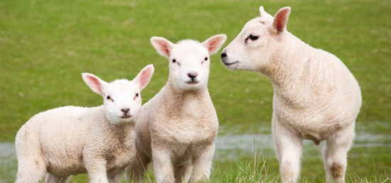 Klik op de foto voor al onze producten voor schapen en geiten